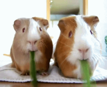 GIF of two guinea pigs