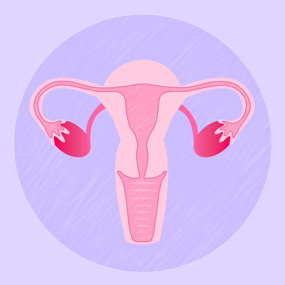 info graphic about female reproductive organs