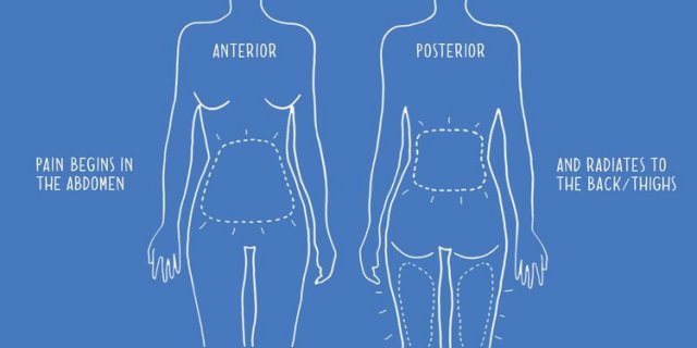 illustrated graphic of female Anterior and Posterior