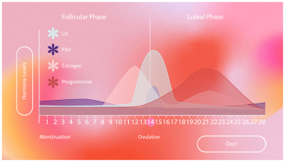 The role of hormones in your menstrual cycle