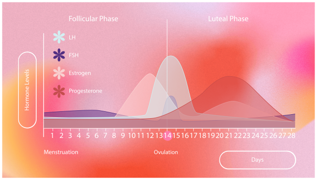 The role of hormones in your menstrual cycle