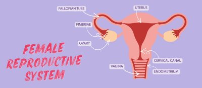 Diagram showing how the morning after pill works by delaying ovulation in the female reproductive system.